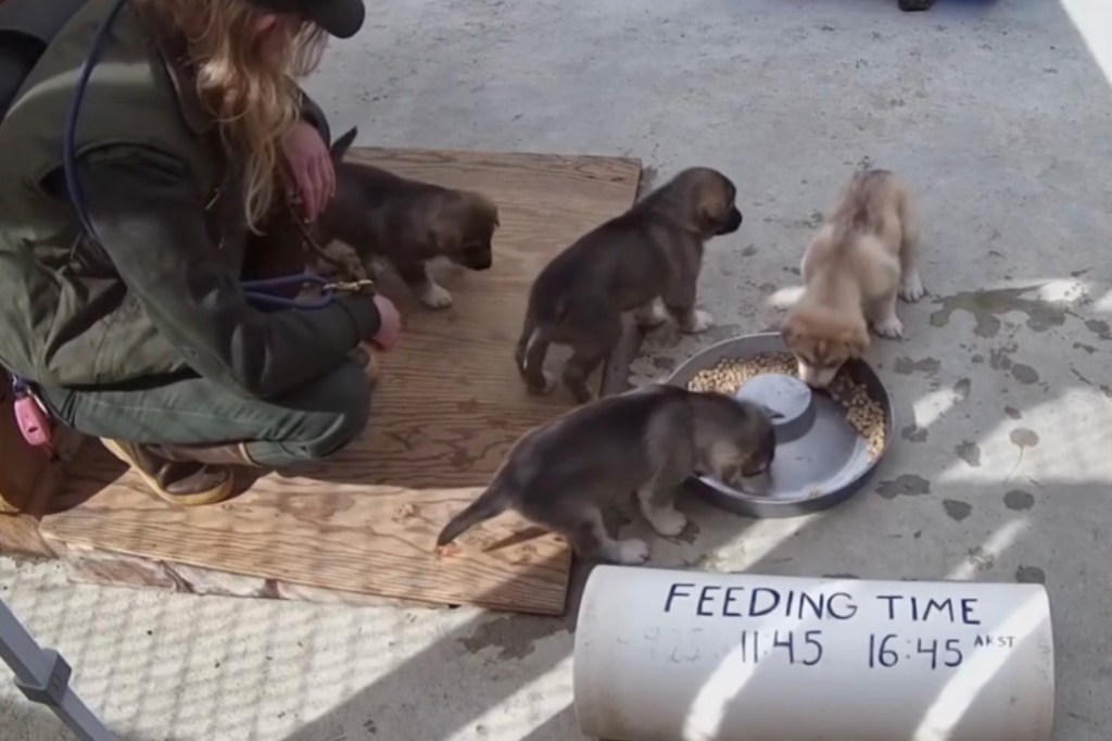 Denali National Park presents new sled dogs, live puppies camera